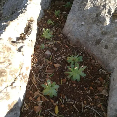 Original Mediterranean Stone House